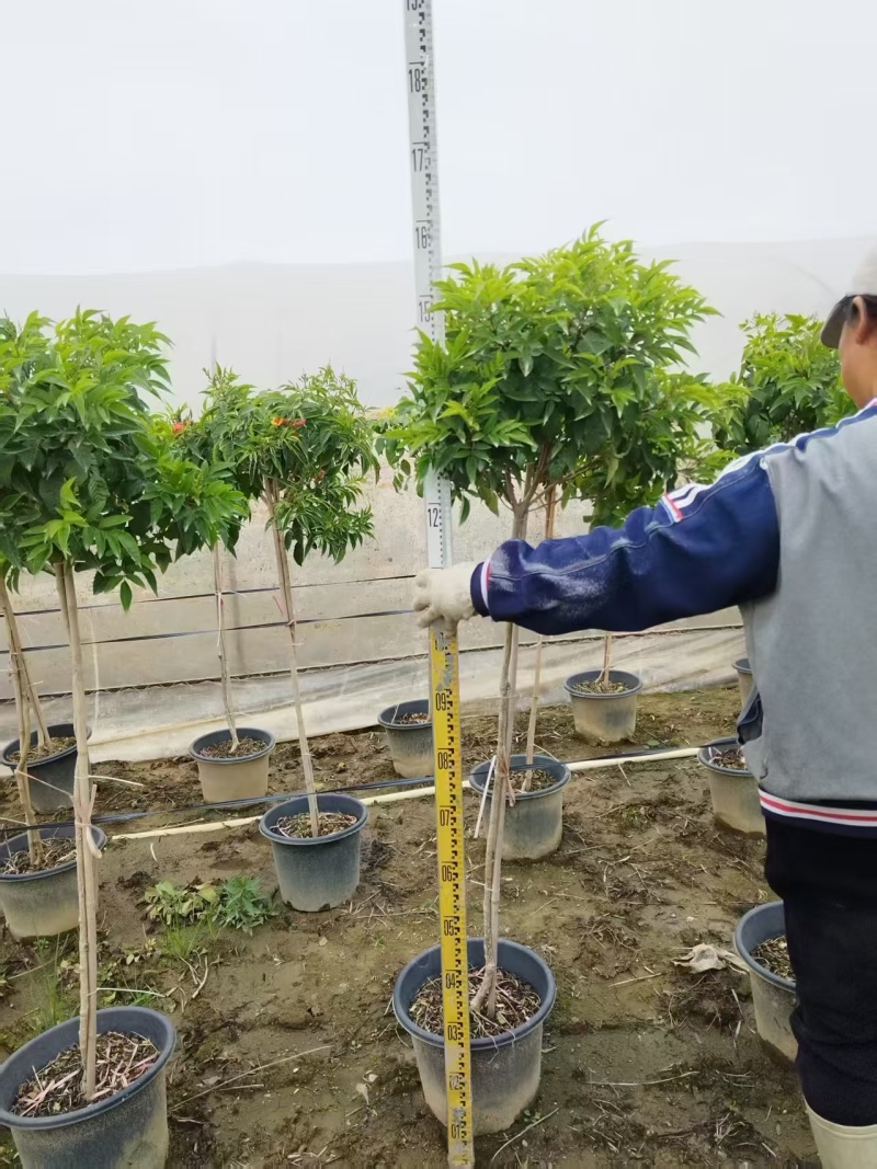 橙钟花棒棒糖高120-130公分花境苗木基地