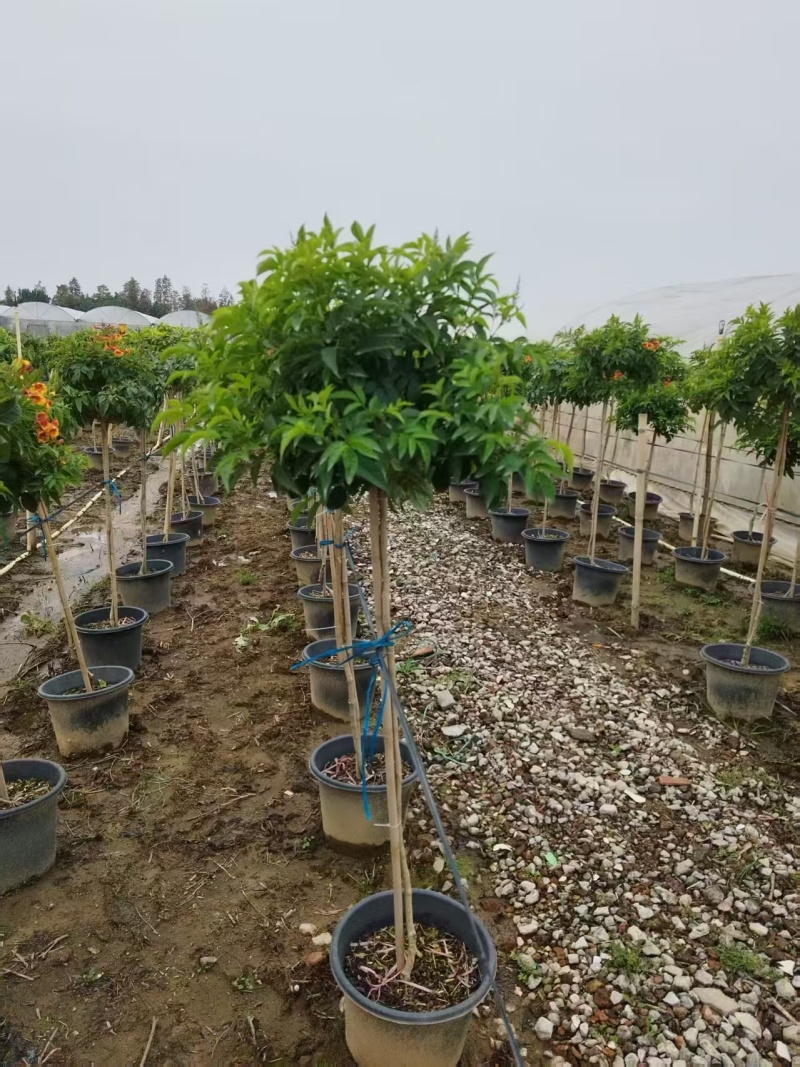 橙钟花棒棒糖高120-130公分花境苗木基地
