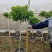 橙钟花棒棒糖高120-130公分花境苗木基地