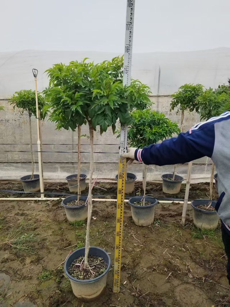橙钟花棒棒糖高120-130公分花境苗木基地