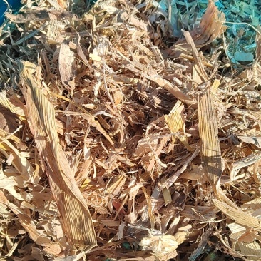 牛羊精品饲草