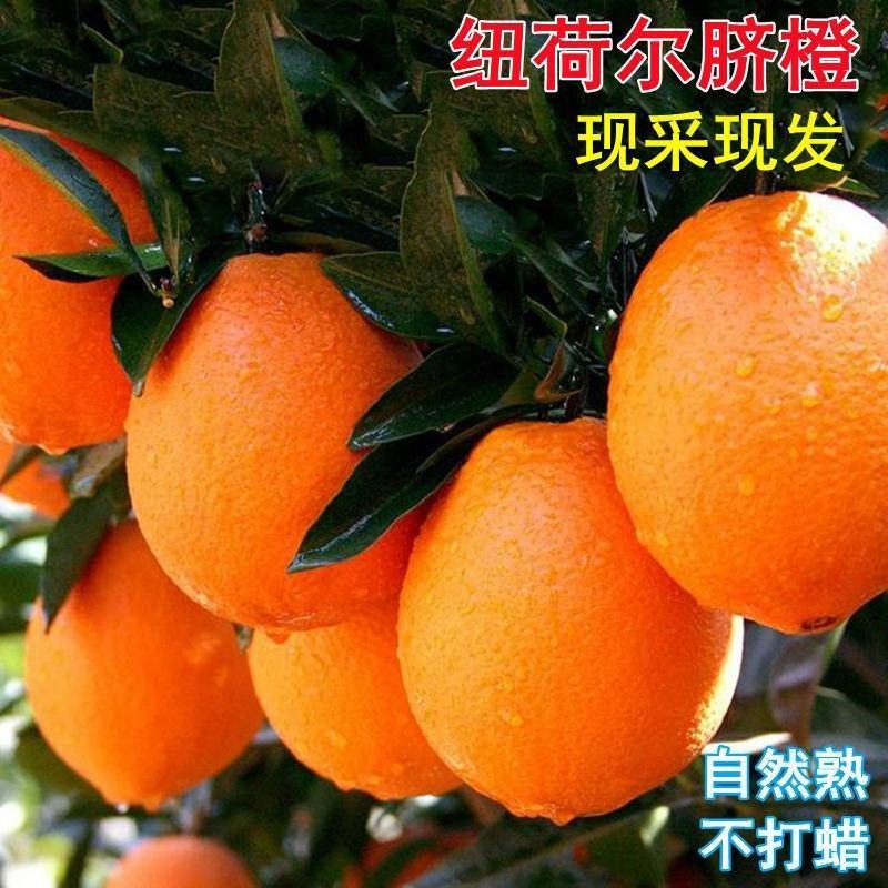纽荷尔脐橙，脐橙大量上市，量大优惠，对接全国各地客户