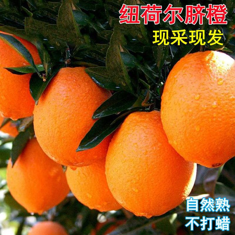 纽荷尔脐橙，脐橙大量上市，量大优惠，对接全国各地客户