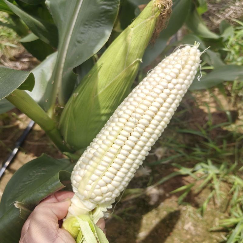 美玉21号白甜糯玉米种子春秋高产大棒型鲜食糯玉米香甜粘苞