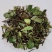 络石藤中药材石屯爬墙虎络石草野生中药材络石藤