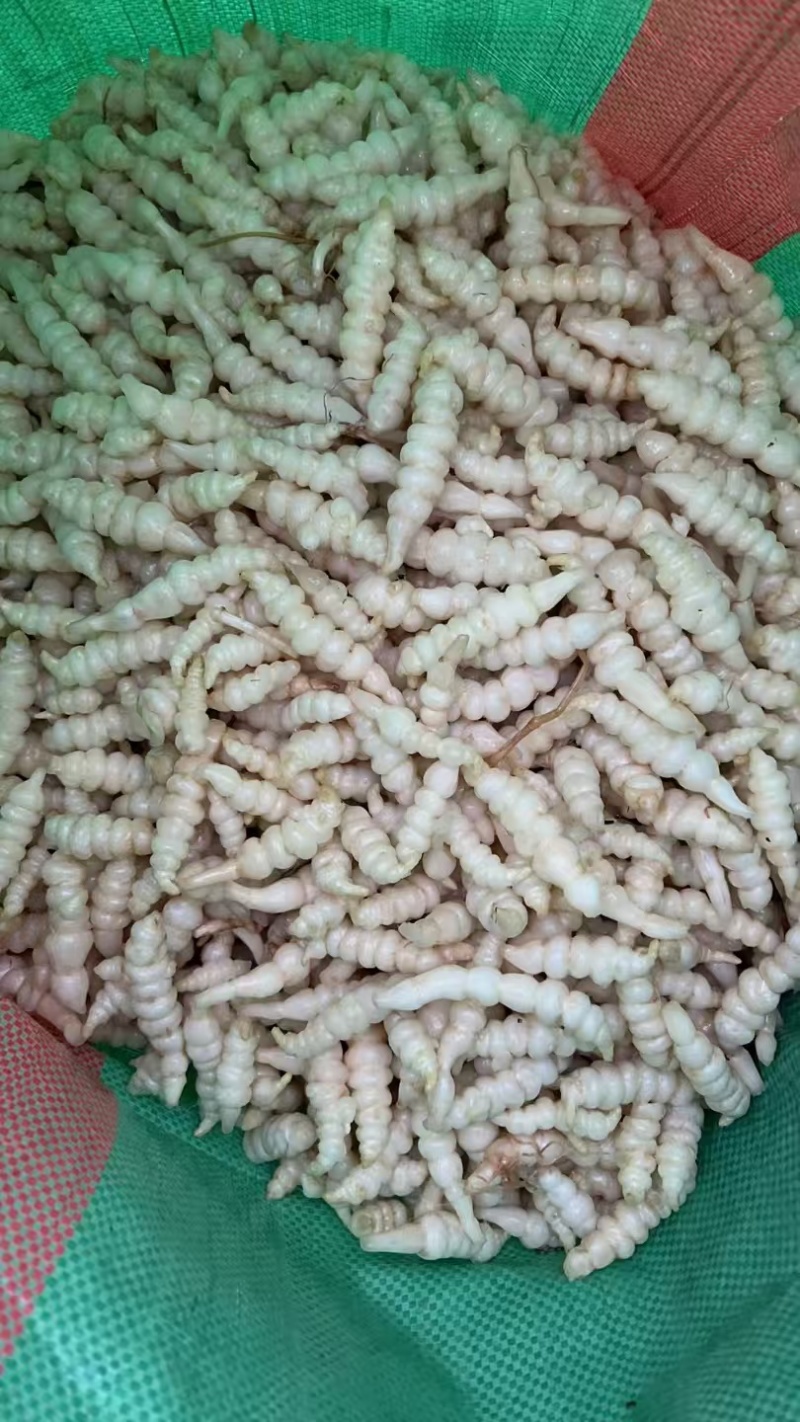 螺丝菜/地环菜/宝塔菜/颜色白亮现挖现发/产地直/全国发