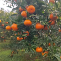 默科特