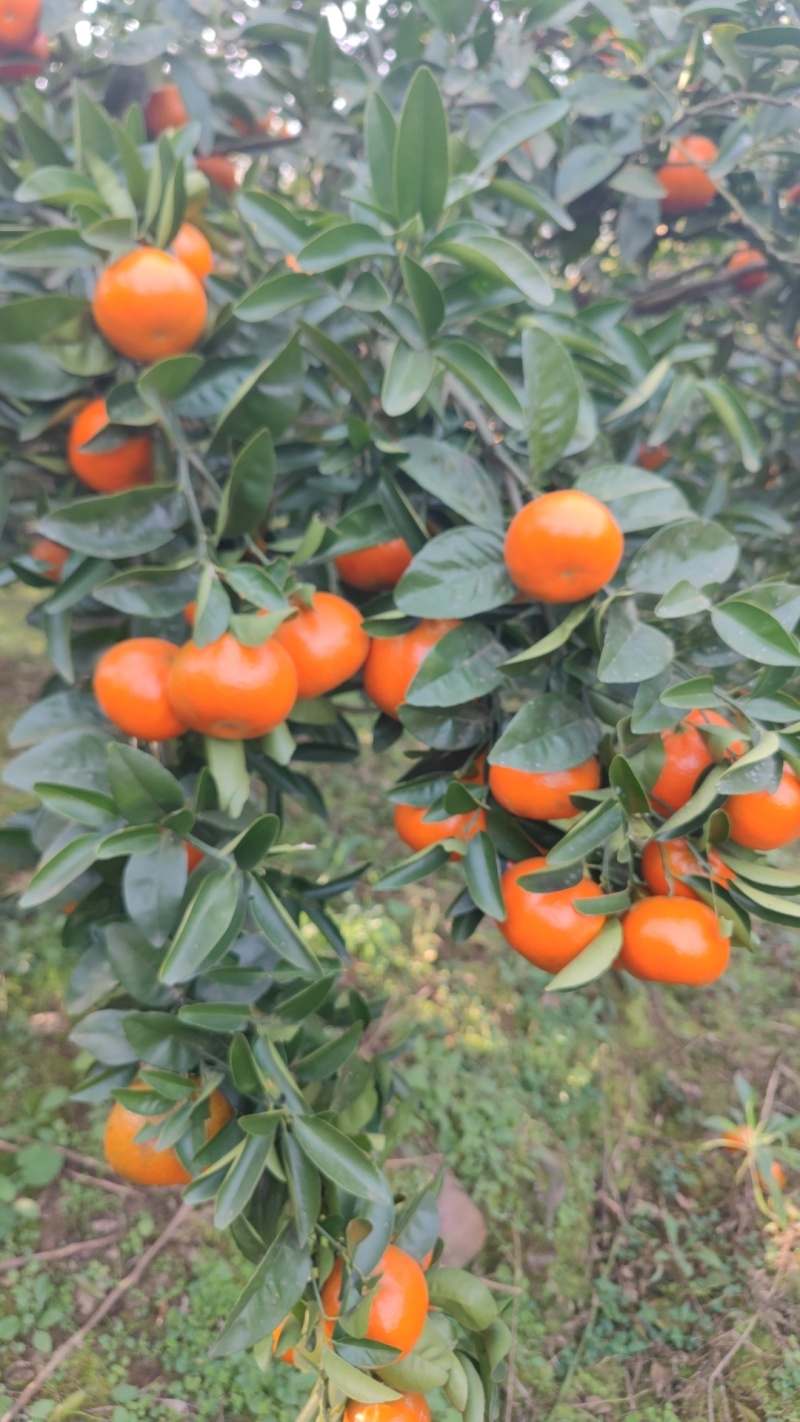 默科特