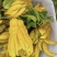 四川佛手柑现摘佛手柑鲜果可食用自家种植欢迎致电咨询