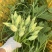 朵朵香南瓜花种子嫩南瓜菜南瓜花南瓜藤耐热夏季一年生蔬菜种