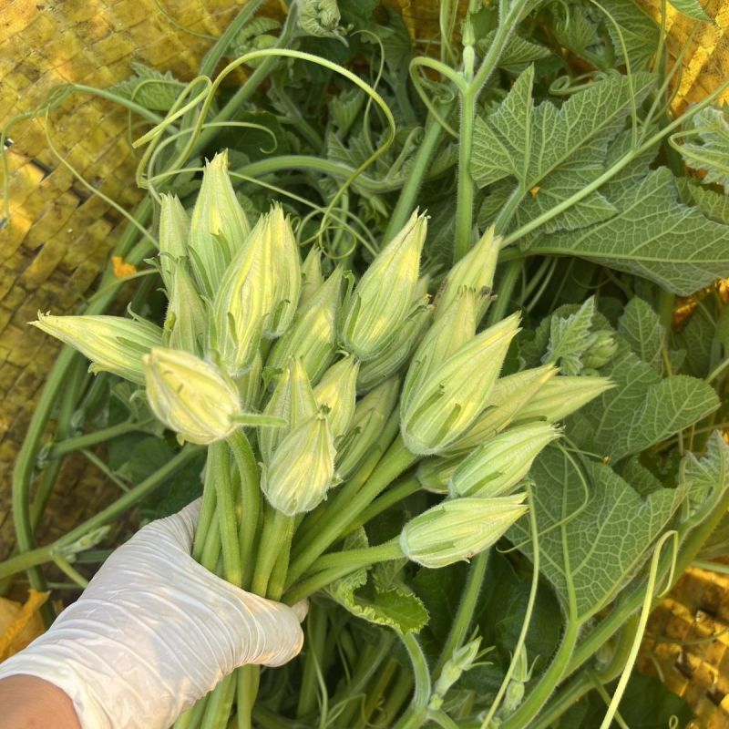 朵朵香南瓜花种子嫩南瓜菜南瓜花南瓜藤耐热夏季一年生蔬菜种