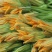 朵朵香南瓜花种子嫩南瓜菜南瓜花南瓜藤耐热夏季一年生蔬菜种