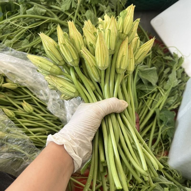 朵朵香南瓜花种子嫩南瓜菜南瓜花南瓜藤耐热夏季一年生蔬菜种