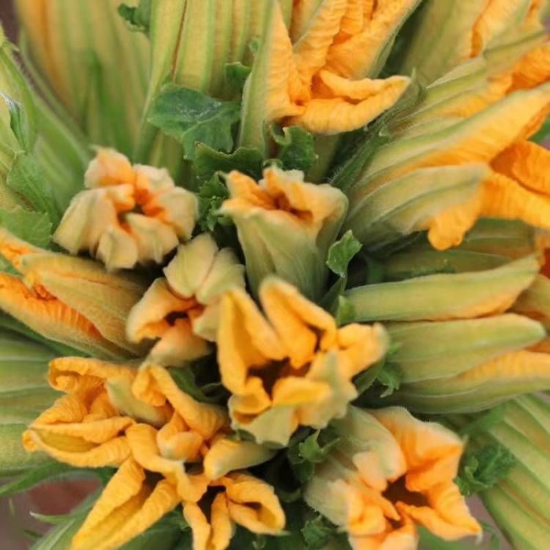 朵朵香南瓜花种子嫩南瓜菜南瓜花南瓜藤耐热夏季一年生蔬菜种