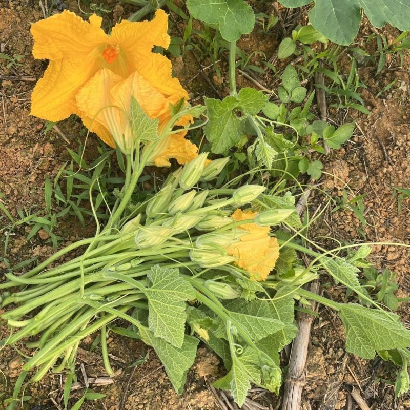 朵朵香南瓜花种子嫩南瓜菜南瓜花南瓜藤耐热夏季一年生蔬菜种