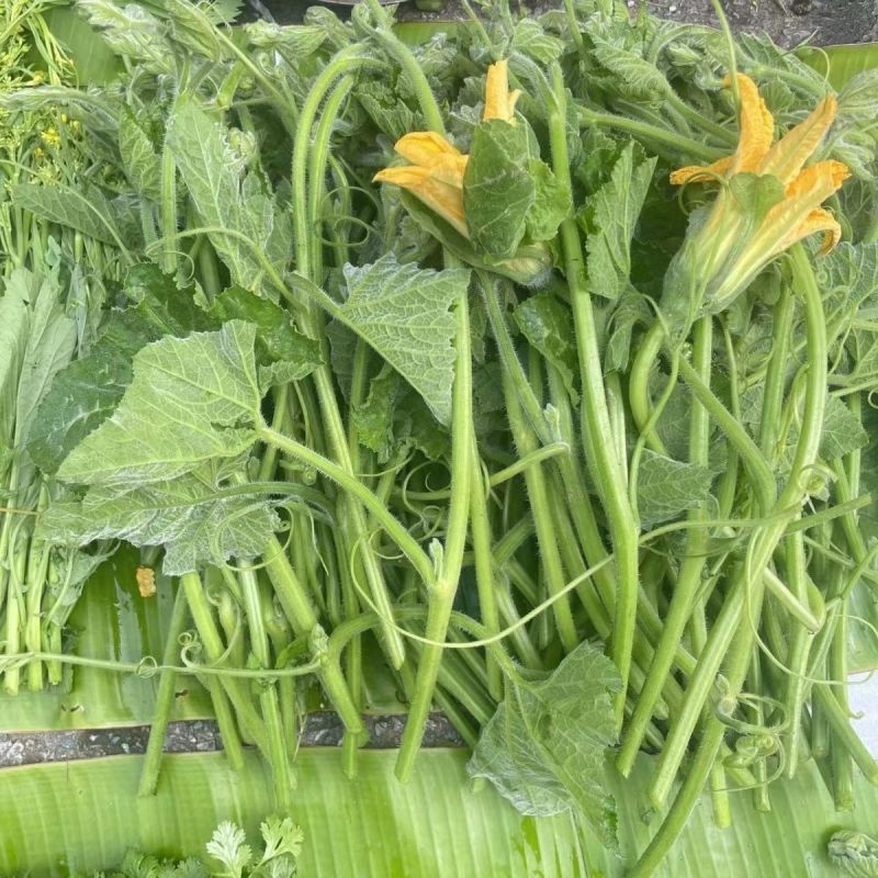 朵朵香南瓜花种子嫩南瓜菜南瓜花南瓜藤耐热夏季一年生蔬菜种