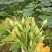 朵朵香南瓜花种子嫩南瓜菜南瓜花南瓜藤耐热夏季一年生蔬菜种
