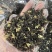 四川茉莉花茶2025新茶浓香茉莉飘雪茶叶自己喝送人都可以