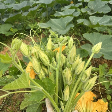 朵朵香南瓜花种子嫩南瓜菜南瓜花南瓜藤耐热夏季一年生蔬菜种
