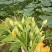 朵朵香南瓜花种子嫩南瓜菜南瓜花南瓜藤耐热夏季一年生蔬菜种