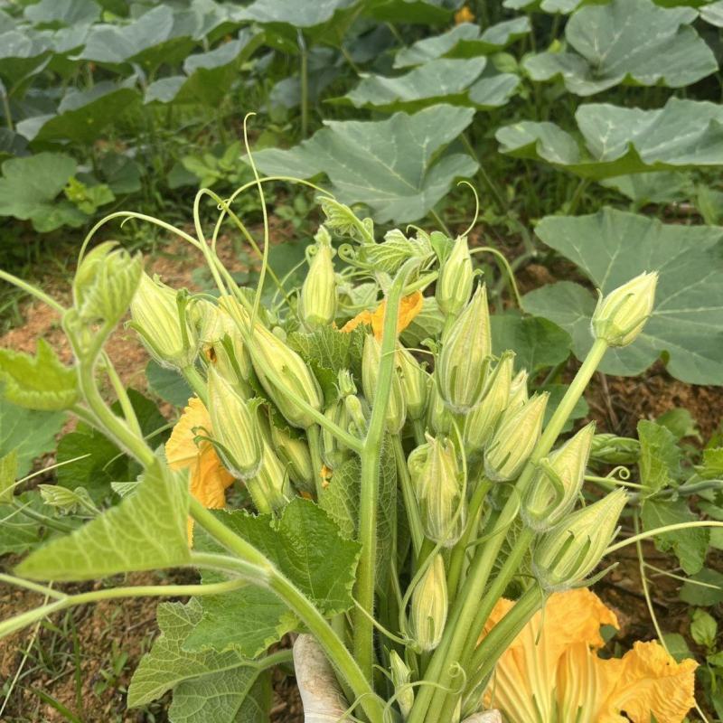 朵朵香南瓜花种子嫩南瓜菜南瓜花南瓜藤耐热夏季一年生蔬菜种