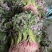 光滑细嫩的红苋菜