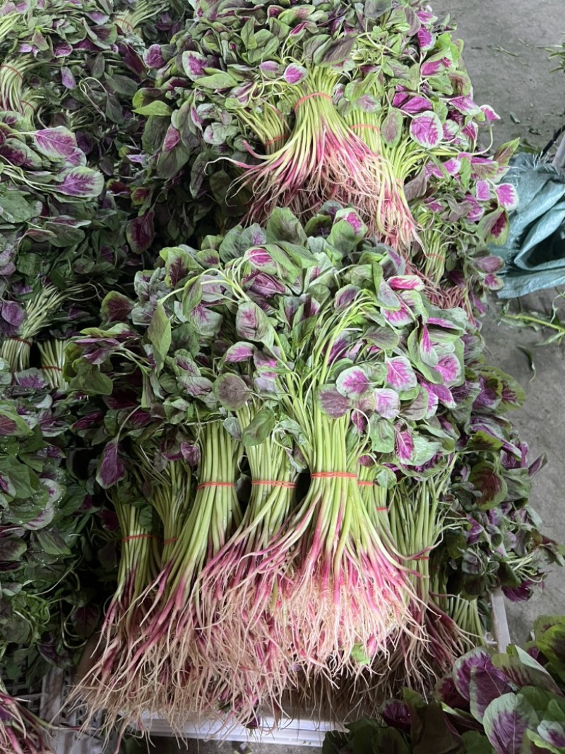 光滑细嫩的红苋菜