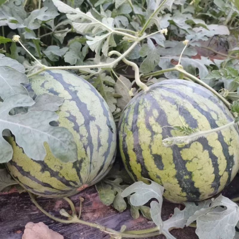 金奖新美都红瓤西瓜种子糖度高口感佳抗重茬果型大大田基地