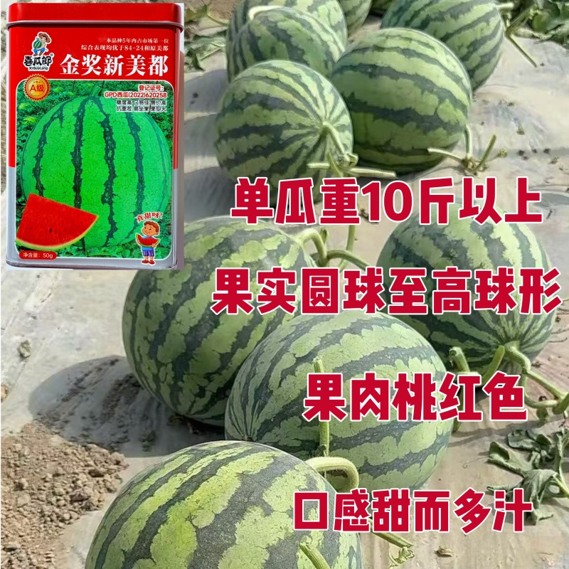 金奖新美都红瓤西瓜种子糖度高口感佳抗重茬果型大大田基地