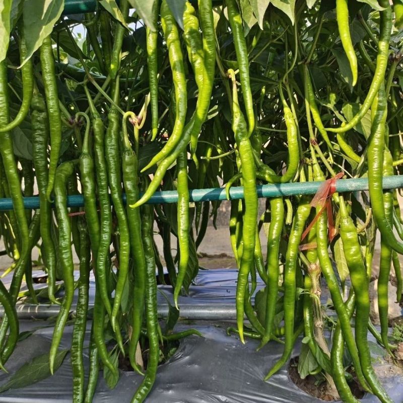 辣百年可可903早熟长果线椒种子辣味强高产抗病基地专用种