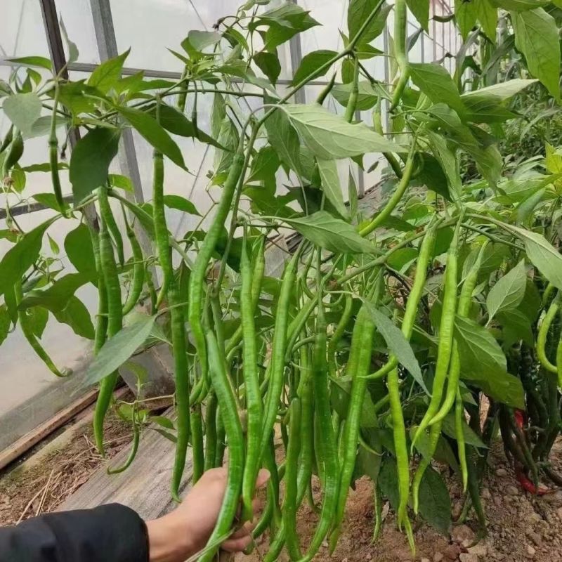 辣百年可可903早熟长果线椒种子辣味强高产抗病基地专用种