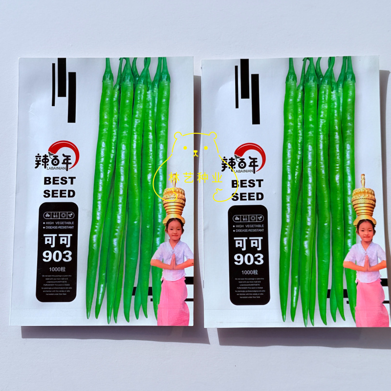 辣百年可可903早熟长果线椒种子辣味强高产抗病基地专用种