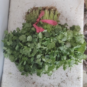 精品大叶香菜