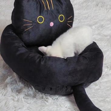 猫窝