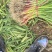 中牟红根宅叶蒜苗，沙地无泥土，无干尖，无黄，保证质量。