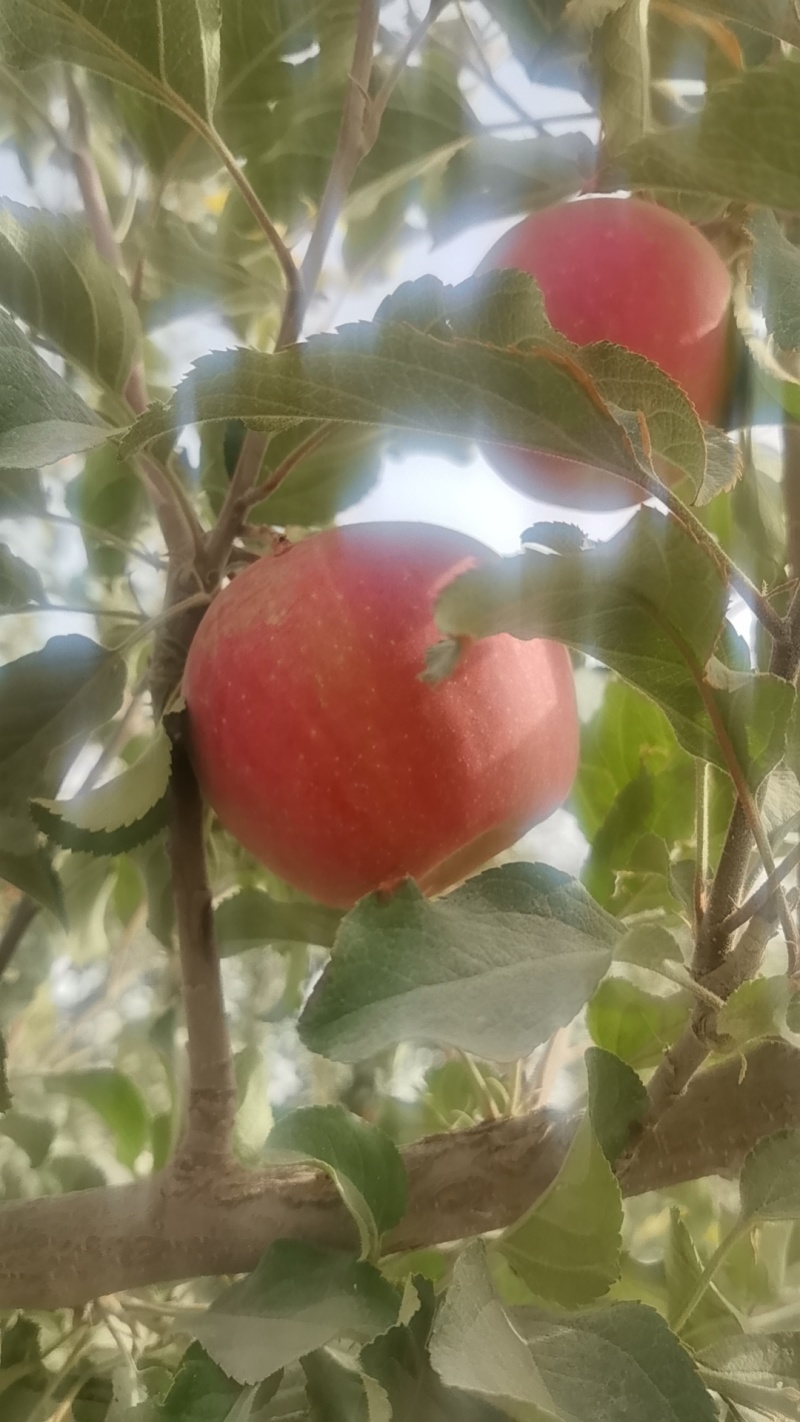 新疆阿克苏正宗冰糖心自然挂果无蜡***脆甜多