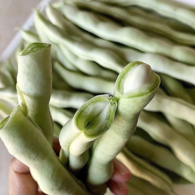 象牙白玉嫩豆角种籽早熟质嫩无纤维高产结荚多春秋播种架豆种