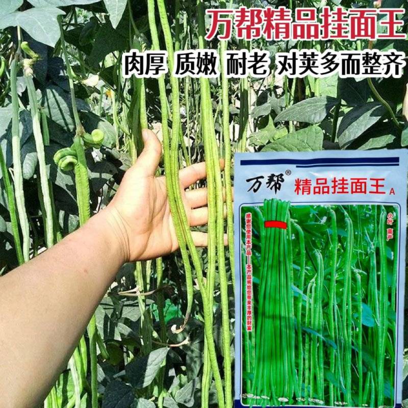 精品挂面王长豆角种籽肉厚耐老化结荚多高产豆角种子春秋播种