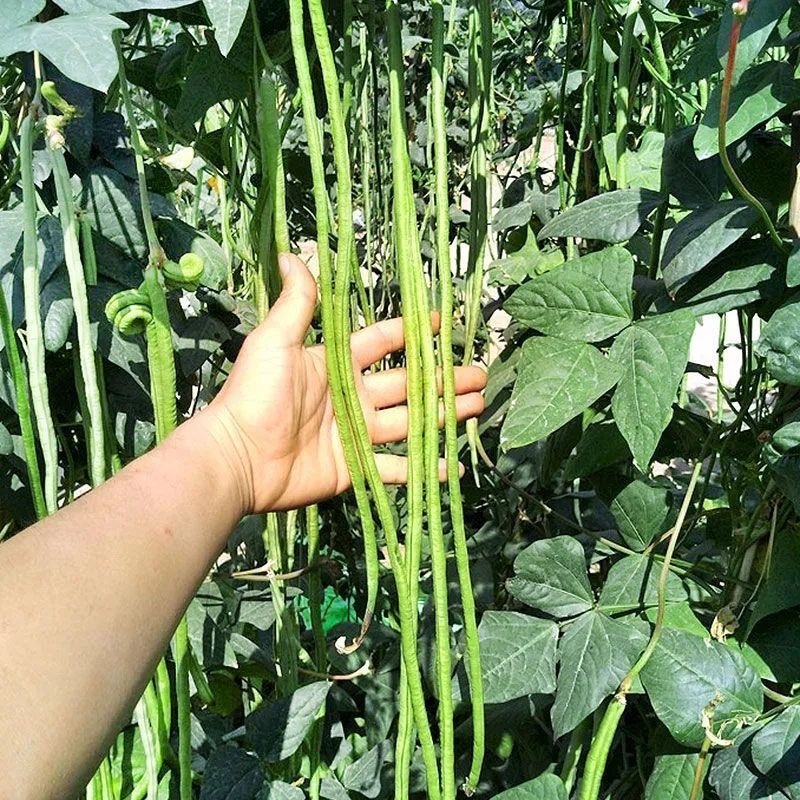 精品挂面王长豆角种籽肉厚耐老化结荚多高产豆角种子春秋播种
