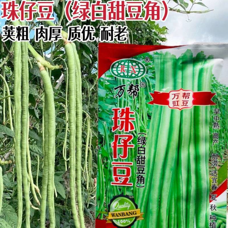 万帮珠籽豆种籽荚粗肉厚耐老化高产长豆角种籽春秋播种架豆种