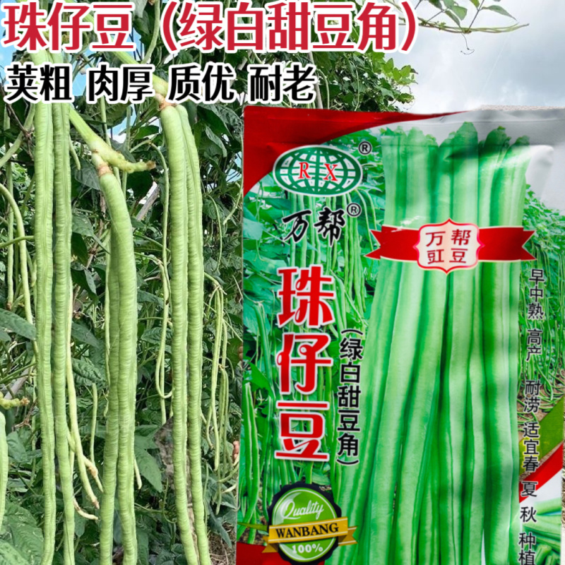 万帮珠籽豆种籽荚粗肉厚耐老化高产长豆角种籽春秋播种架豆种