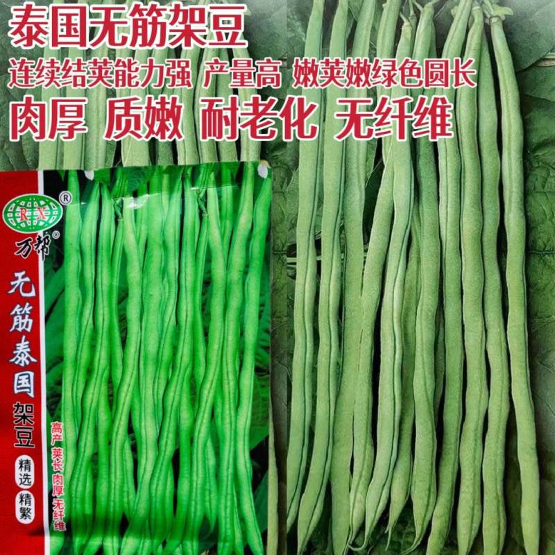 泰国无筋架豆种子翠绿肉厚耐老顺直整齐高产春秋播种架豆种籽