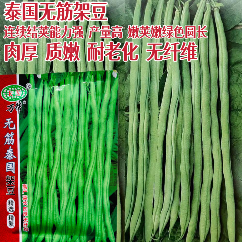 泰国无筋架豆种子翠绿肉厚耐老顺直整齐高产春秋播种架豆种籽