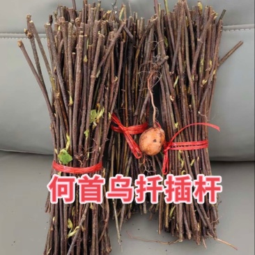 何首乌扦插杆基地直供何首乌扦插苗