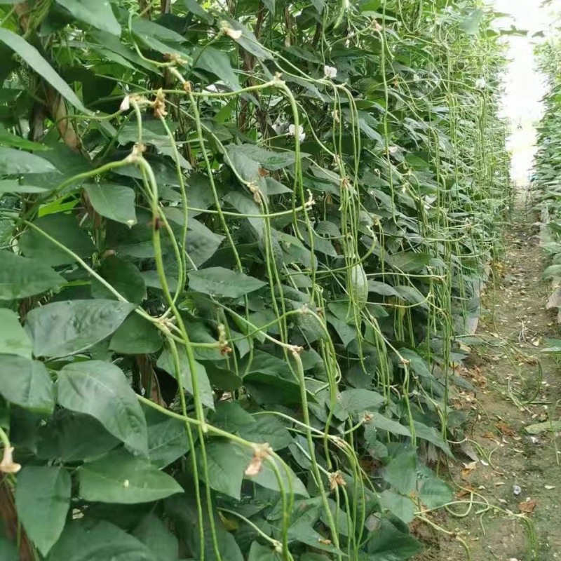 高产王长豇豆种籽翠绿色肉厚鲜嫩高产大田基地种植豆角种子