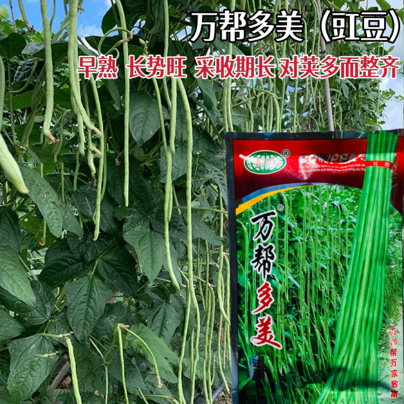 高产王长豇豆种籽翠绿色肉厚鲜嫩高产大田基地种植豆角种子