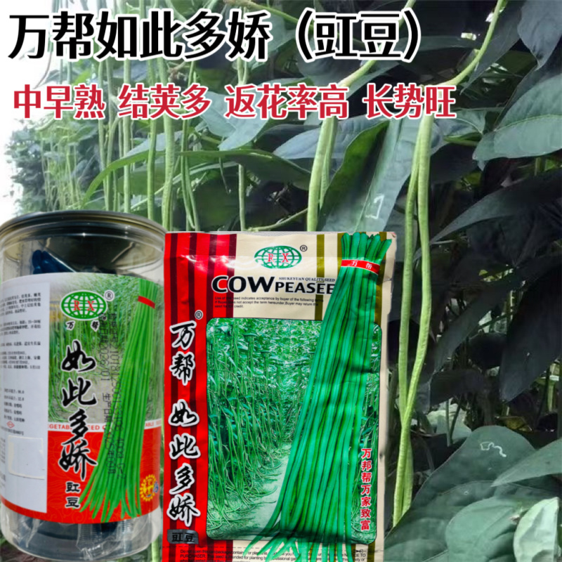 高产王长豇豆种籽翠绿色肉厚鲜嫩高产大田基地种植豆角种子