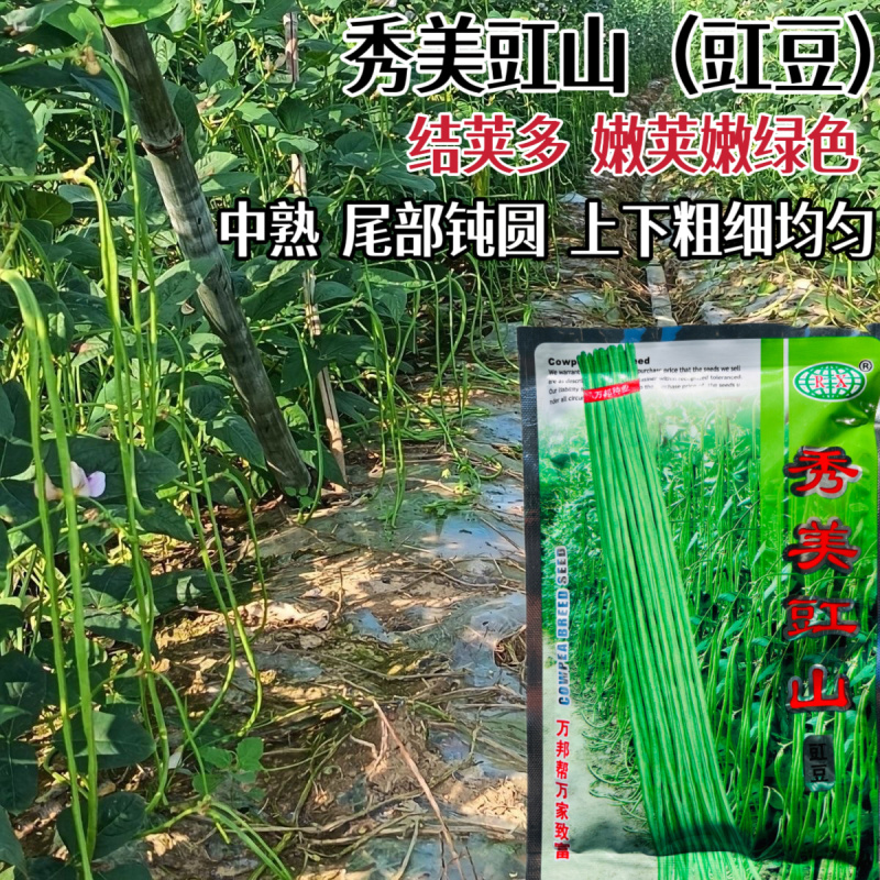 高产王长豇豆种籽翠绿色肉厚鲜嫩高产大田基地种植豆角种子