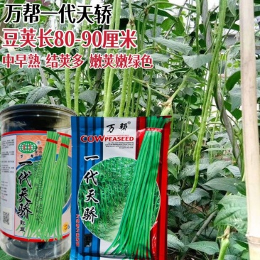 万帮一代天骄长豆角种子中早熟高产肉厚耐老化大田基地种植豆
