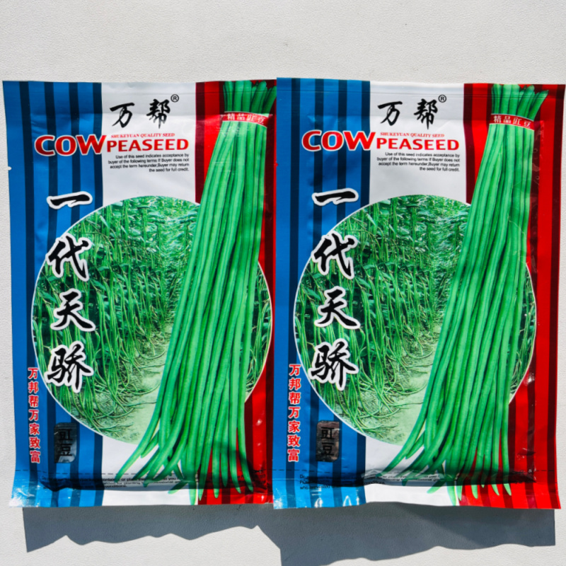 万帮一代天骄长豆角种子中早熟高产肉厚耐老化大田基地种植豆